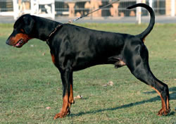 Dinico Assanto