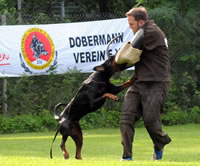 Dinico Assanto - Probehund der Körung 2011