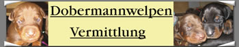 Dobermannwelpenvermittlung / S. Lorenz