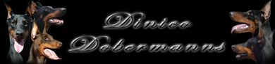 Dinico Dobermanns