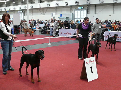 IZH Hannover CACIB-Schau Hannover 31.10.2009