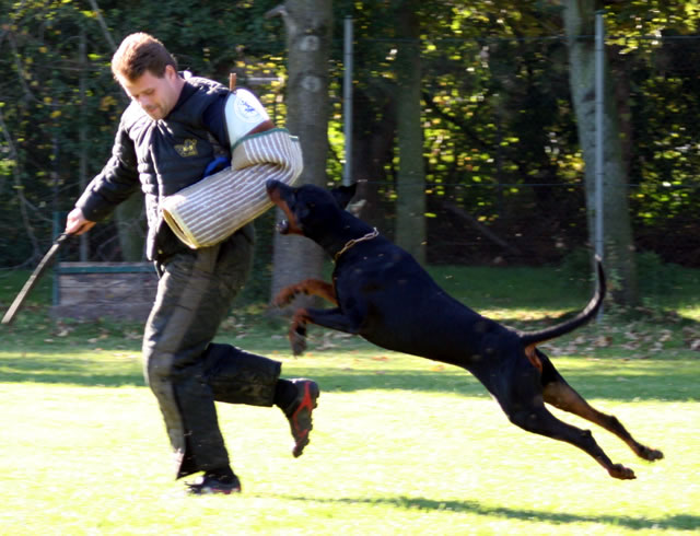 CAC Schau DV Recklinghausen 04.07.2010