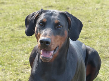 Dinico Tiara del Conte Drago